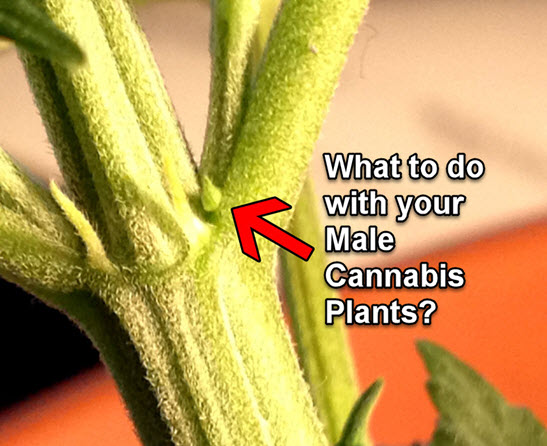 MALE CANNABIS PLANTS HEMP