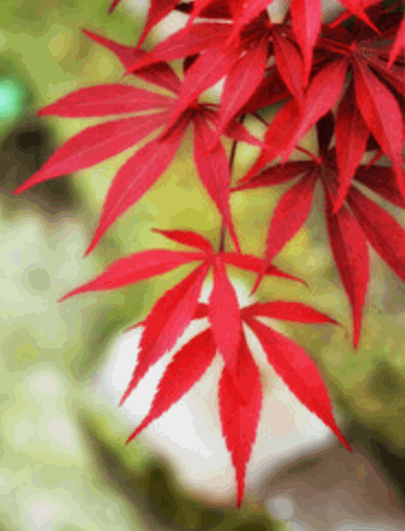 japapese maple or marijuana
