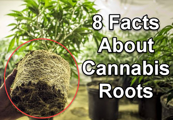 CANNABIS PLANT ROOTS AND WHAT YOU CAN DO WITH THEM