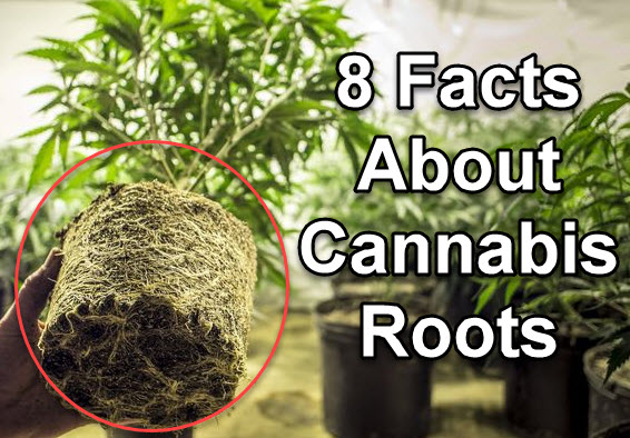 MARIJUANA ROOTS RECIPES AND IDEAS