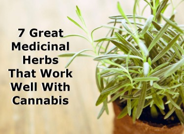 MEDICINAL HERBS AND CANNABIS