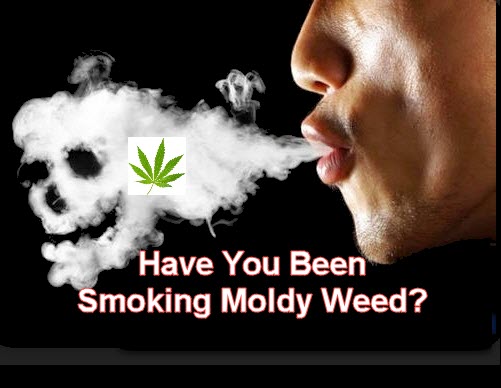 MOLDY CANNABIS