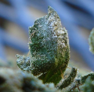 MOLDY MARIJUANA