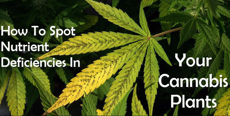 cannabis plant problems and solutions