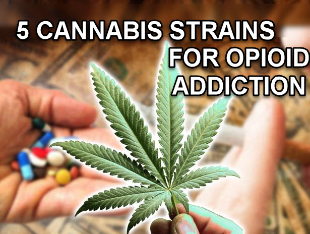 MARIJUANA STRAINS FOR OPIOID ADDICTION