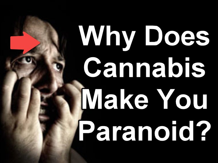 WHY DOES WEED MAKE YOU PARANOID