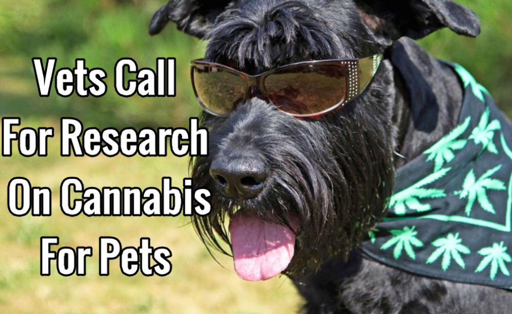 VETS LOOK AT CANNABIS FOR CATS AND DOGS