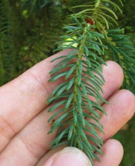 PINENE TERPENES