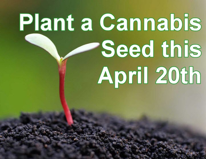 PLANT A CANNABIS SEED ON 4/20