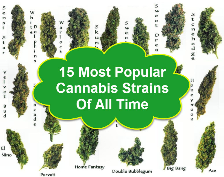 MOST POPULAR CANNABIS STRAINS