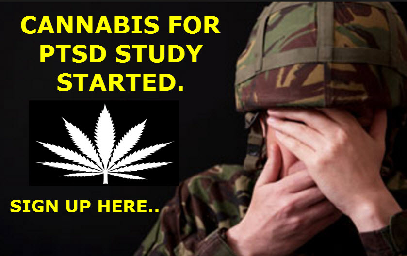 PTSD CANNABIS STUDY