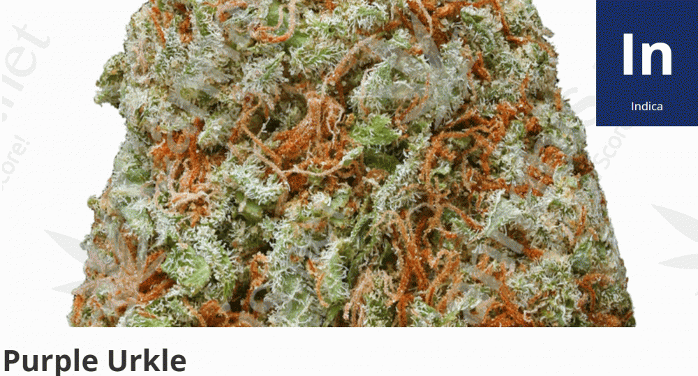 purple erkle strain