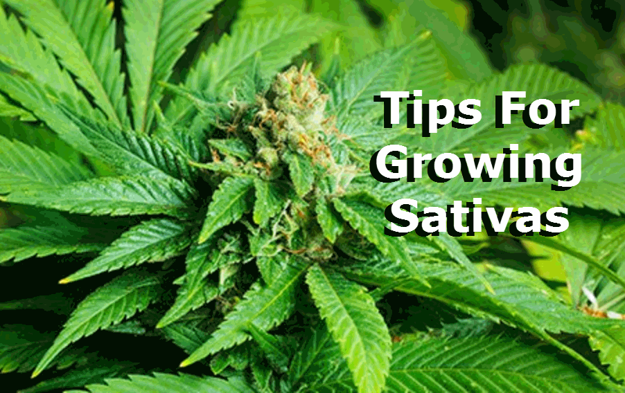 HOW TO GROW SATIVAS