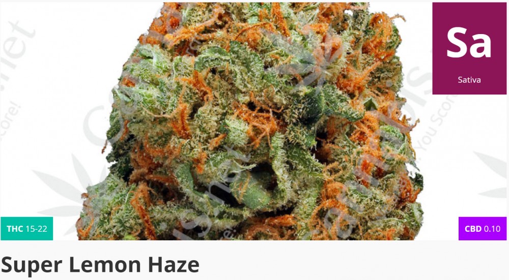 super lemon haze marijuana