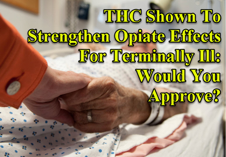 TERMINALLY ILL FOR THC