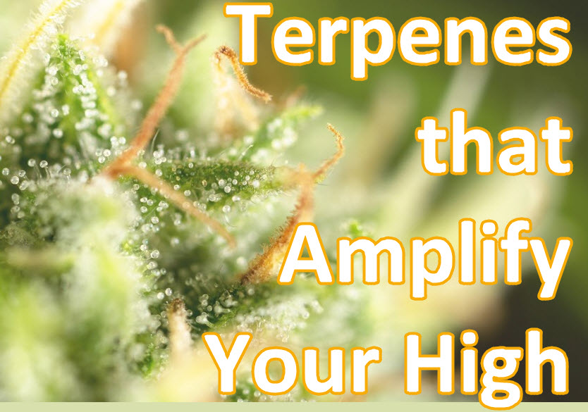 TERPENES THAT MAKE YOU HIGH