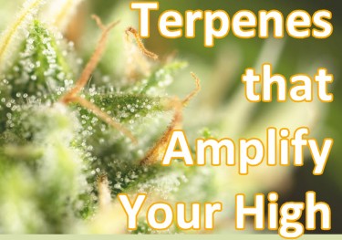 TERPENES THAT AMPLIFY YOUR HIGH