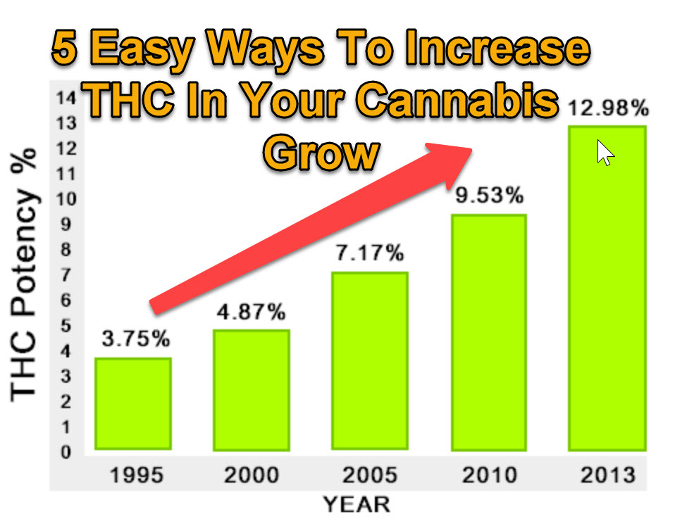 Marijuana Thc Content Chart