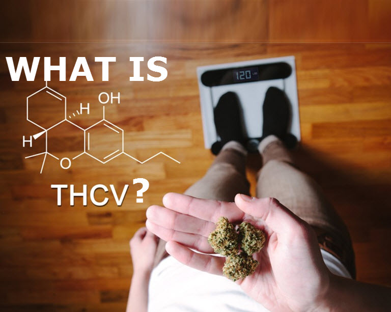 THCV DIET CANNABNIOID