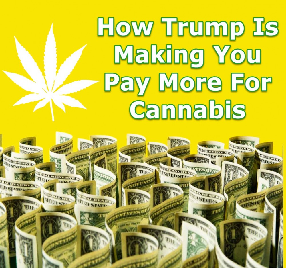 TRUMP EFFECT ON WEED PRICES