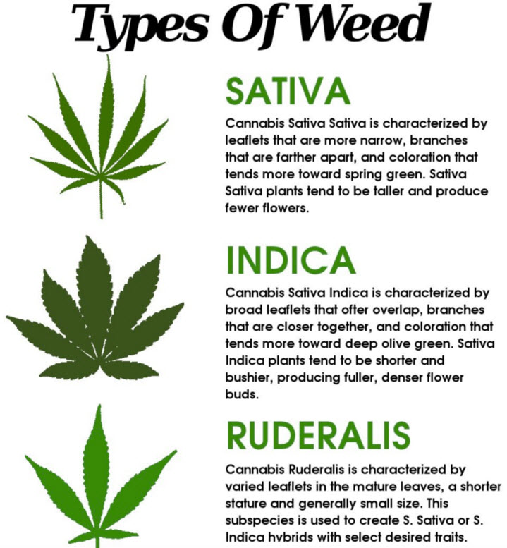 TYPES OF CANNABIS