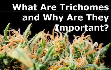 WHAT ARE TRICOMAS OR TRICHOMES