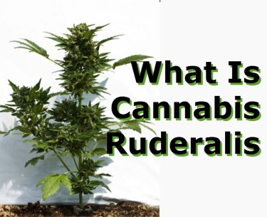 WHAT IS CANNABIS RUDERALIS