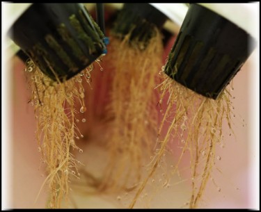 aeroponic marijuana plant roots