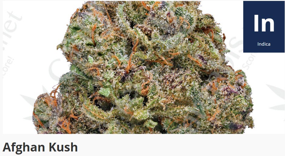 afghan kush strain