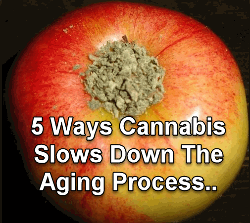 how marijuana slows the aging process
