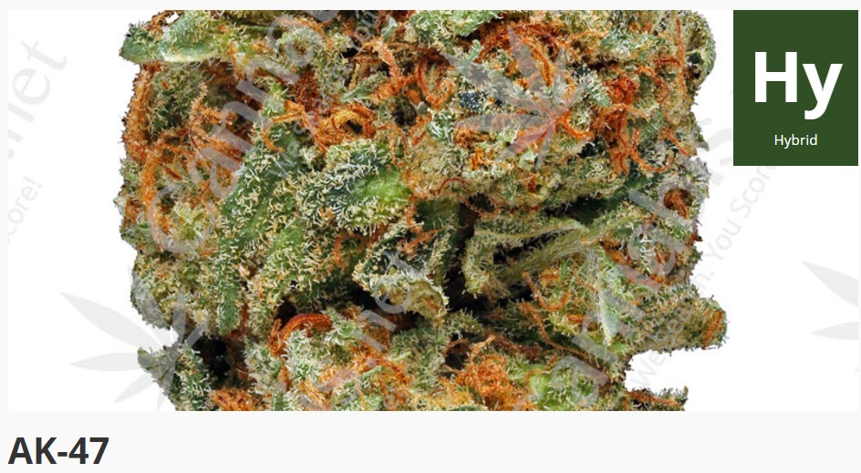 ak47 cannabis strain