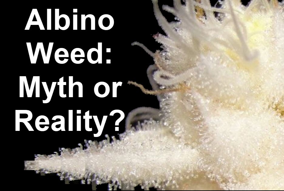 albino cannabis truth or myth