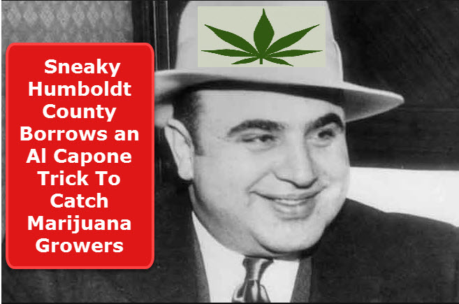 AL CAPONE AND CANNABIS