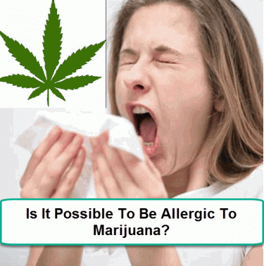 ALLERGY TO MARIJUANA