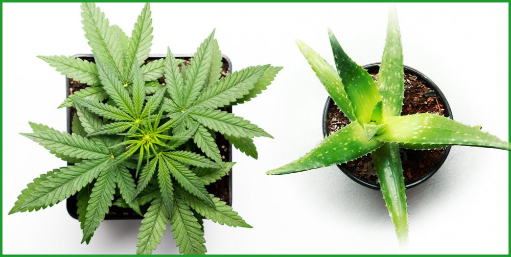 aloe vera and marijuana plants