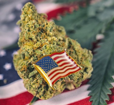 LEGALIZE CANNABIS STATE BY STATE OR FEDERALLY