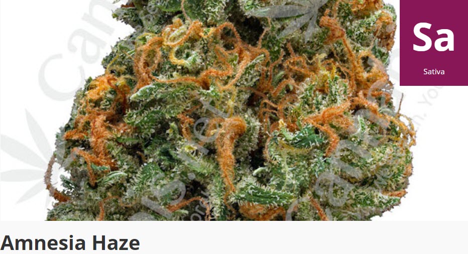 amnesia haze strain