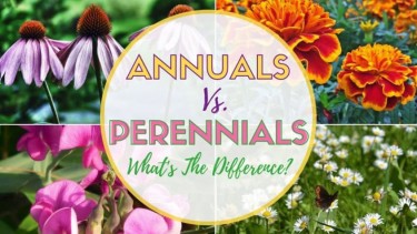 annual or perennial plants