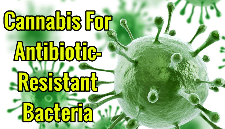 CANNABIS FOR ANTIBIOTIC BACTERIA