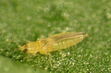 aphids