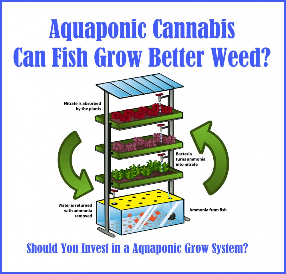 AQUAPONTICS CANNABIS GROW