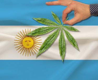 argentina cannabis exports