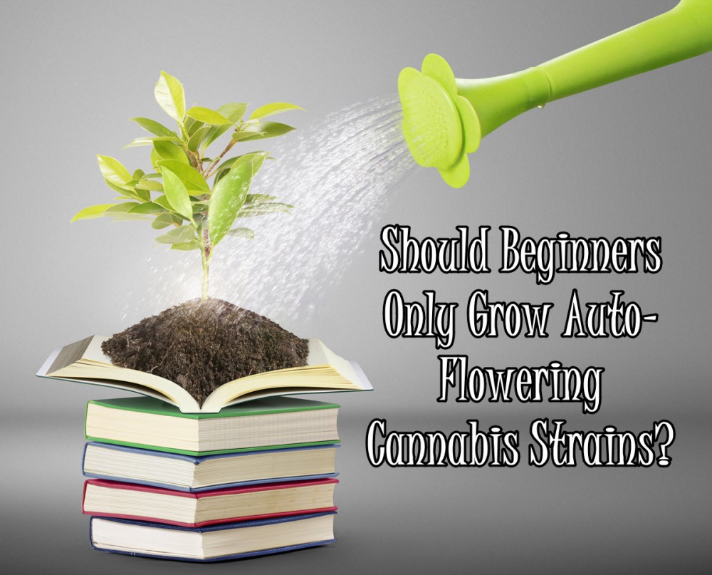 AUTO-FLOWER CANNABIS STRAINS FOR BEGINNERS