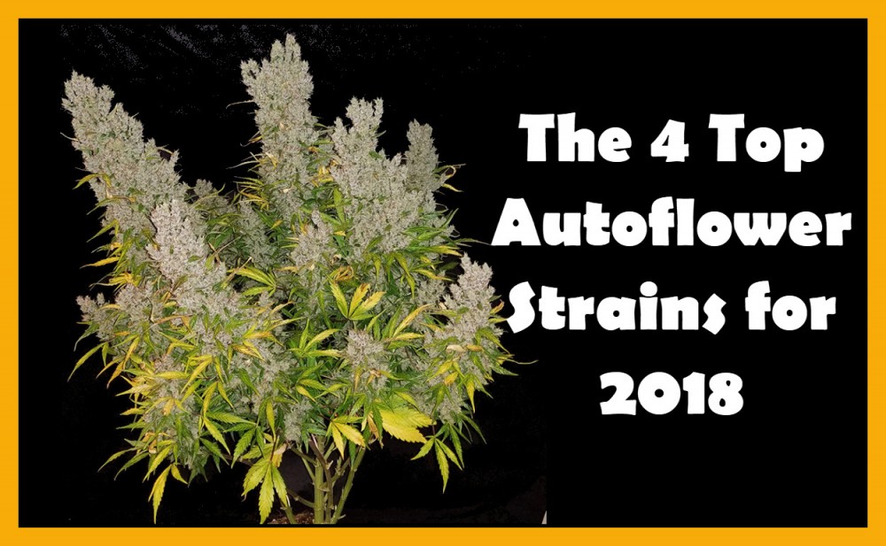 BEST AUTFLOWER CANNABIS SEEDS