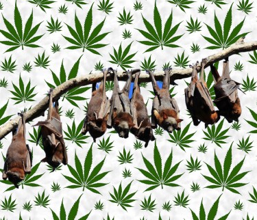 bat poop for weed
