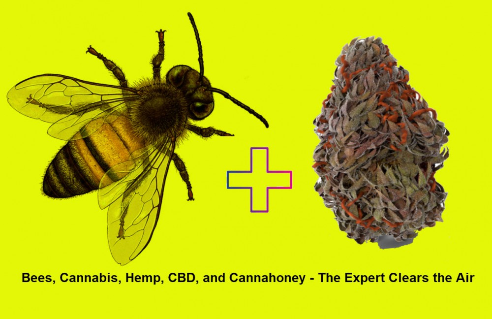 BEES AND HEMP CANNABIS HONEY