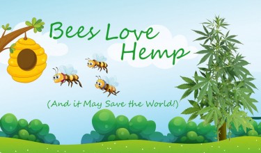 bees and hemp plants