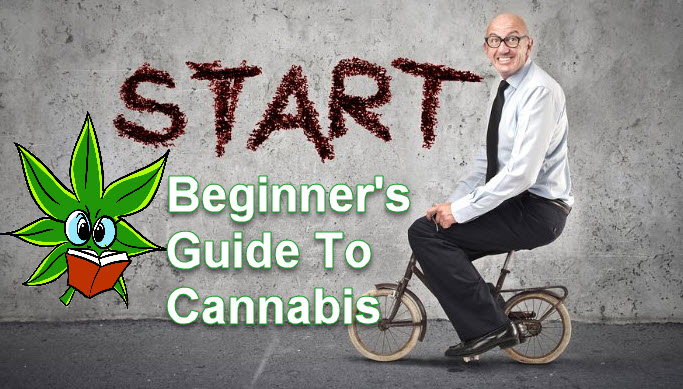 GUIDE TO CANNABIS FOR BEGINNERS