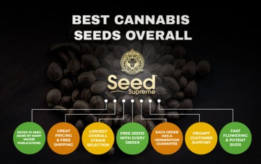 best cannabis seed overall