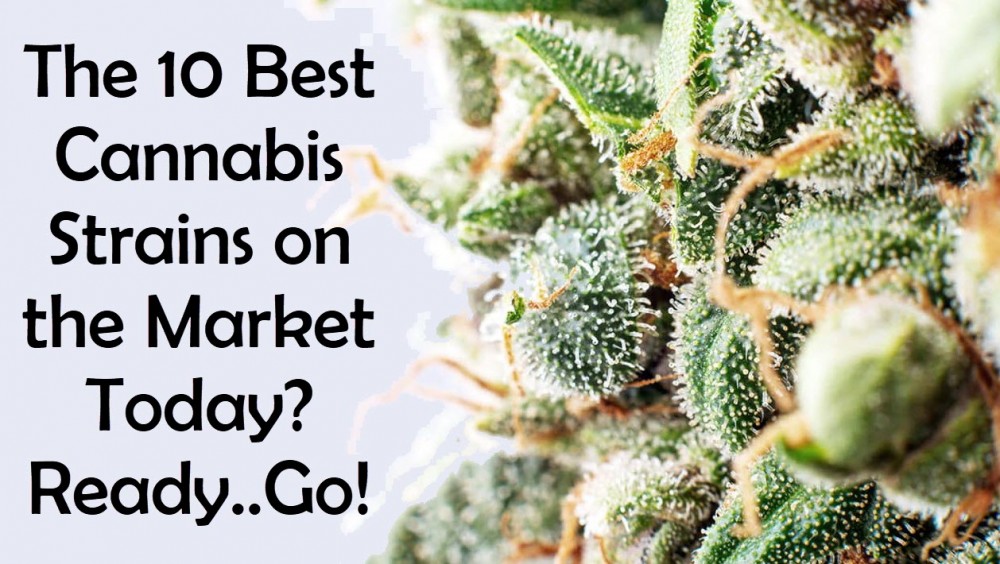 BEST CANNABIS STRAINS RIGHT NOW